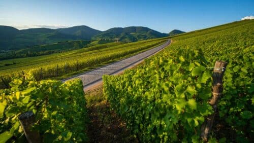 Alsace : vignobles, cols vosgiens et routes de caractère (avril-octobre)