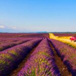 Provence : lavande et routes sinueuses pour un rallye élégant (juin-août)