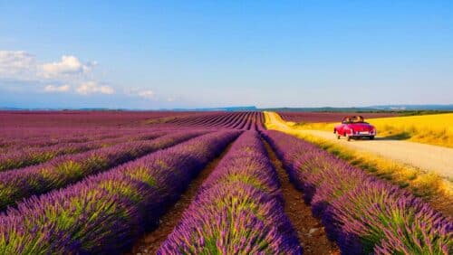 Provence : lavande et routes sinueuses pour un rallye élégant (juin-août)