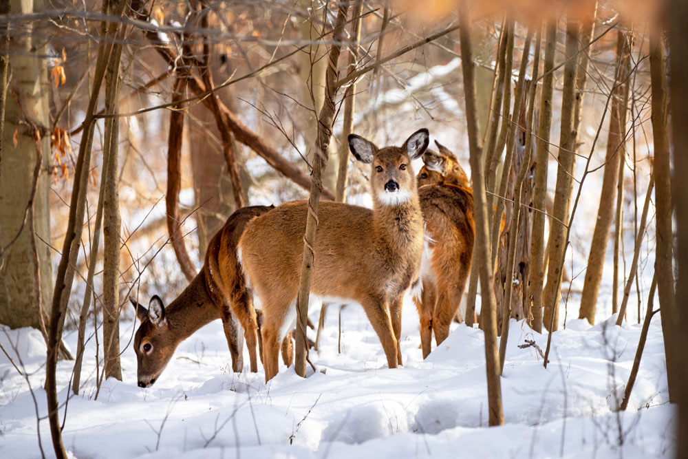 Raid motoneige au Canada / Québec en SkiDoo 900